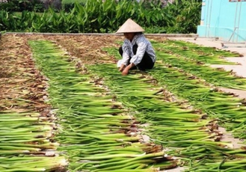 NGUYÊN LIỆU BÈO